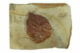 Fossil Leaf (Davidia) - Montana #269356-1